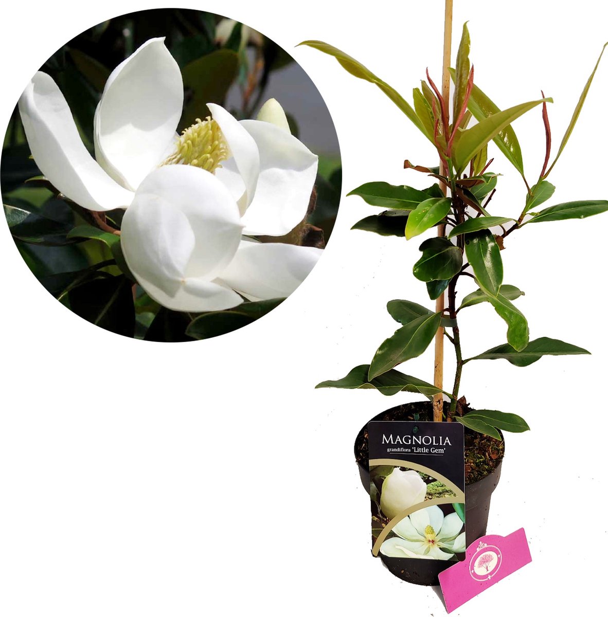 Magnolia grandiflora ‘Little Gem’, Groenblijvende magnolia, Hoogte 40-50cm, 2 liter pot