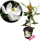 Magnolia grandiflora 'Little Gem', Tulipier, pot 2L
