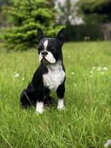 Boston Terrier 41 cm hoog - levensecht - hond - dog - polyester - polyresin - polystone - hoogkwalitatieve kunststof - decoratiefiguur - interieur - accessoire - voor binnen - cadeau - geschenk - tuinfiguur - tuinbeeldje - tuindecoratie