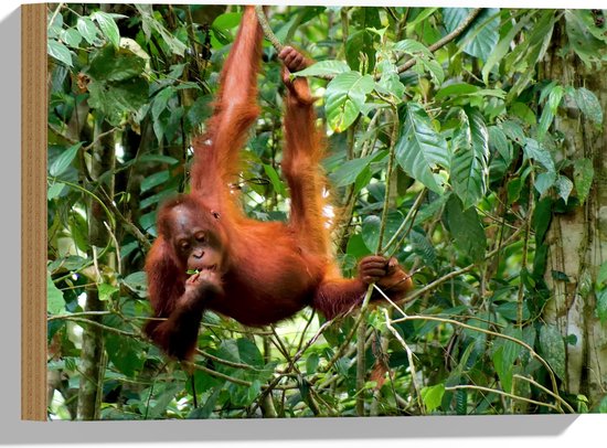 Hout - Orang Oetan Aap Hangend aan Takken in de Jungle - 40x30 cm - 9 mm dik - Foto op Hout (Met Ophangsysteem)
