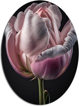 Dibond Ovaal - Close-up van Roze Tulp tegen Zwarte Achtergrond - 60x80 cm Foto op Ovaal (Met Ophangsysteem)