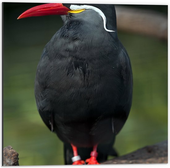 Dibond - Opzijkijkende Vogel met Rode Snavel en Poten op Houten Tak - 50x50 cm Foto op Aluminium (Met Ophangsysteem)