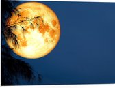 PVC Schuimplaat- Maan met Oranje Gloed achter Silhouet van Hoge Boom - 80x60 cm Foto op PVC Schuimplaat