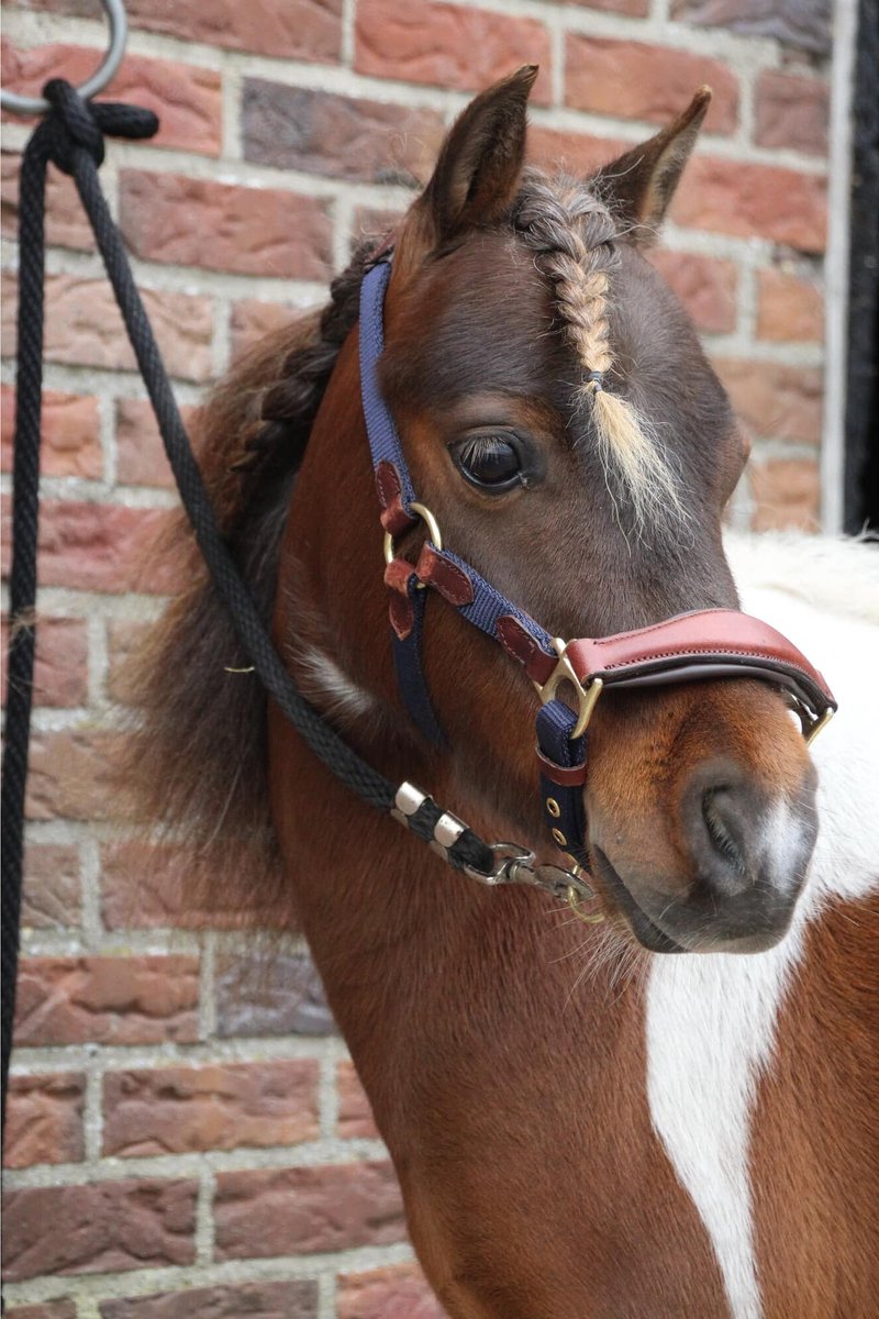 MHS Combi Halster Design Pony Navy / Bruin