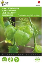 Vignoble (Cardiospermum halicacabum)