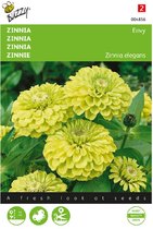 Zinnia Envy (Zinnia elegans)