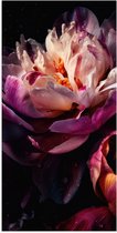Poster Glanzend – Paars-Roze Kleurige Open Bloem met Waterdruppels - 50x100 cm Foto op Posterpapier met Glanzende Afwerking