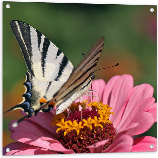 Tuinposter – Zwart met Witte Vlinder op Gele Stamper van Roze Bloem - 80x80 cm Foto op Tuinposter (wanddecoratie voor buiten en binnen)
