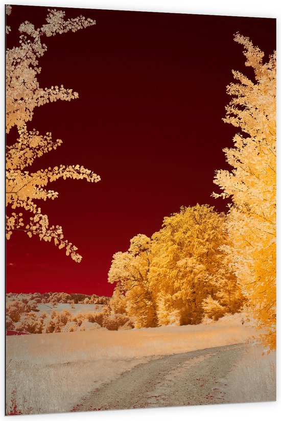 Dibond - Landschap - Bomen - Rood - Geel - 100x150 cm Foto op Aluminium (Met Ophangsysteem)