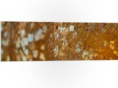 PVC Schuimplaat- Close-up van Bolvormige Gouden Ballen - 120x40 cm Foto op PVC Schuimplaat