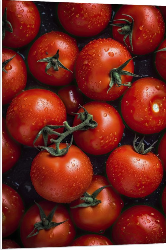 PVC Schuimplaat - Trossen Rijpe Rode Tomaten - 70x105 cm Foto op PVC Schuimplaat (Met Ophangsysteem)