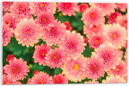 PVC Schuimplaat- Roze Chrysanten Bloemenstruik in de Zomer - 60x40 cm Foto op PVC Schuimplaat