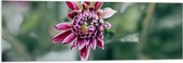 Acrylglas - Roze Bloem met Groene Achtergrond - 120x40 cm Foto op Acrylglas (Met Ophangsysteem)