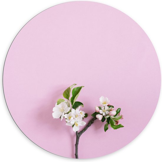 Dibond Muurcirkel - Tak met Witte Bloemen en Groene Bladeren tegen Roze Achtergrond - 100x100 cm Foto op Aluminium Muurcirkel (met ophangsysteem)