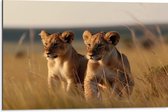 Dibond - Twee Leeuwenwelpjes in het Afrikaanse Landschap - 75x50 cm Foto op Aluminium (Met Ophangsysteem)