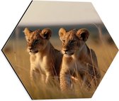 Dibond Hexagon - Twee Leeuwenwelpjes in het Afrikaanse Landschap - 40x34.8 cm Foto op Hexagon (Met Ophangsysteem)