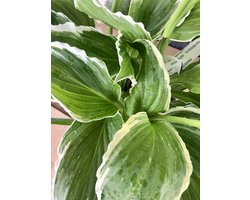 6 x Hosta 'Undulata Albomarginata' - HARTLELIE, FUNKIA - pot 9 x 9 cm