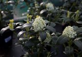 Skimmia japonica 'Kew White' - Skimmia 25 - 30 cm in pot