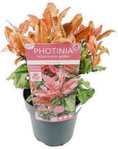 Photinia serratifolia 'Pink Crispy' - Glansmispel 30 - 40 cm in pot