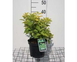 Philadelphus coronarius 'Aureus' - Boerenjasmijn, Welriekende Jasmijn 30 - 40 cm in pot