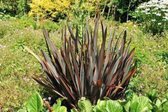 Phormium tenax - Nieuw Zeelands vlas 30 - 40 cm in pot