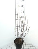 Philadelphus 'Snowbelle' - Boerenjasmijn 50 - 60 cm in pot