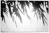 Tuinposter – Planten - Bladeren - Muur - Schaduw - Zwart - Wit - 60x40 cm Foto op Tuinposter (wanddecoratie voor buiten en binnen)