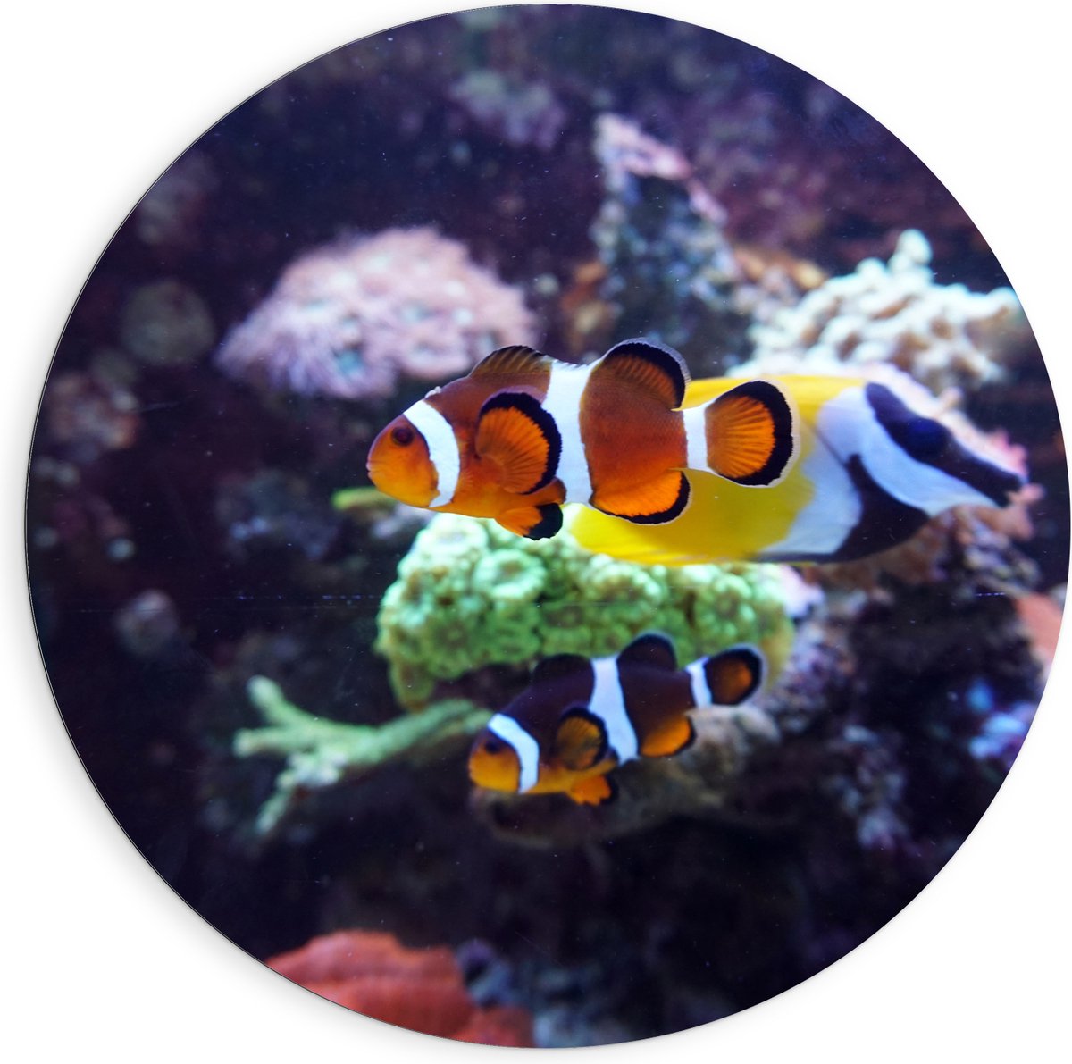 Dibond Muurcirkel - Twee Anemoon Vissen Zwemmend door Aquarium - 90x90 cm Foto op Aluminium Muurcirkel (met ophangsysteem)