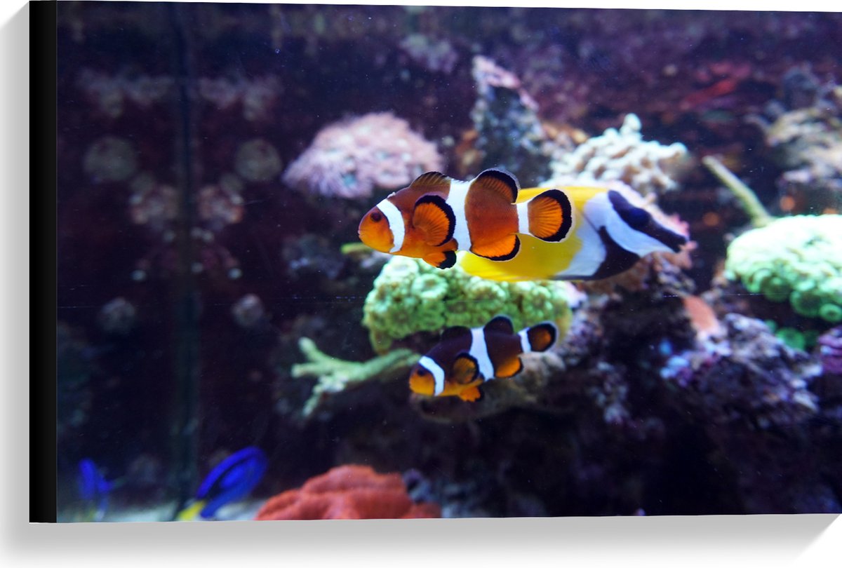 Canvas - Twee Anemoon Vissen Zwemmend door Aquarium - 60x40 cm Foto op Canvas Schilderij (Wanddecoratie op Canvas)