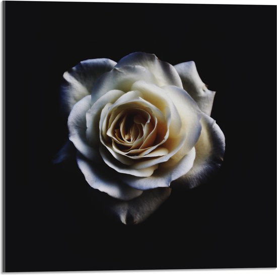 Acrylglas - Roos - Wit - Bloem - Zwart - 50x50 cm Foto op Acrylglas (Met Ophangsysteem)