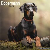 Dobermann Kalender 2024