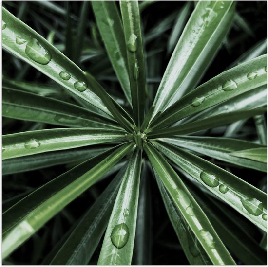 Poster Glanzend – Plant - Bladeren - Groen - Druppels - Natuur - 50x50 cm Foto op Posterpapier met Glanzende Afwerking