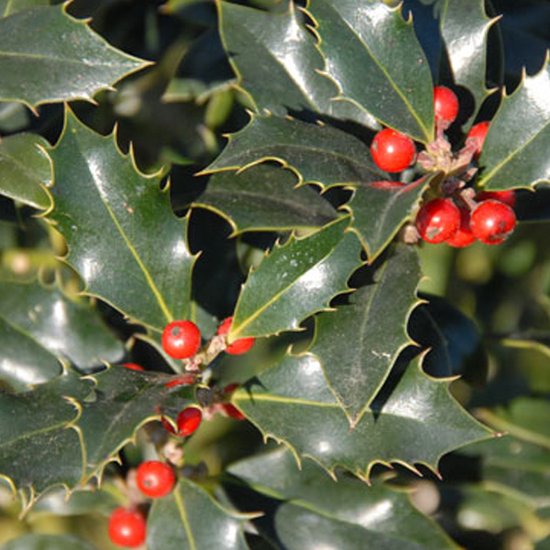 Foto: Hulst ilex aquifolium alaska 40 60 cm