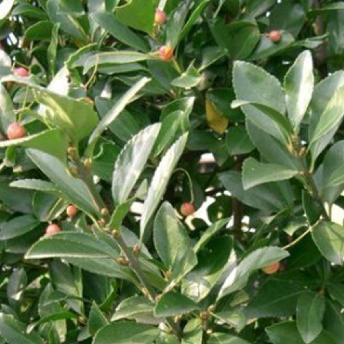 Kardinaalsmuts - Euonymus japonicus - 60-80 cm