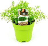 Dille - 2 kruidenplanten - Anethum Graveolens - groene pot (Ø13cm)