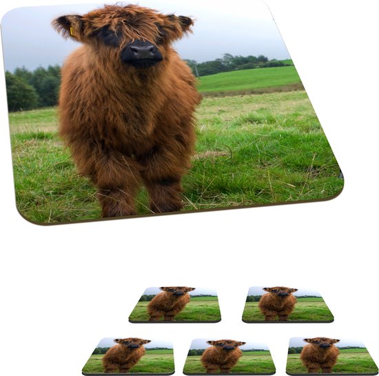 Schotse Hooglander 6 - Verstopt in het gras
