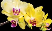 Fotobehang - Vlies Behang - Gele Orchideeën - Bloemen - 368 x 254 cm
