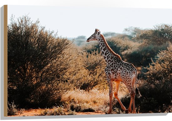 Hout - Giraffe Lopend tussen de Struiken in Landschap - 90x60 cm - 9 mm dik - Foto op Hout (Met Ophangsysteem)