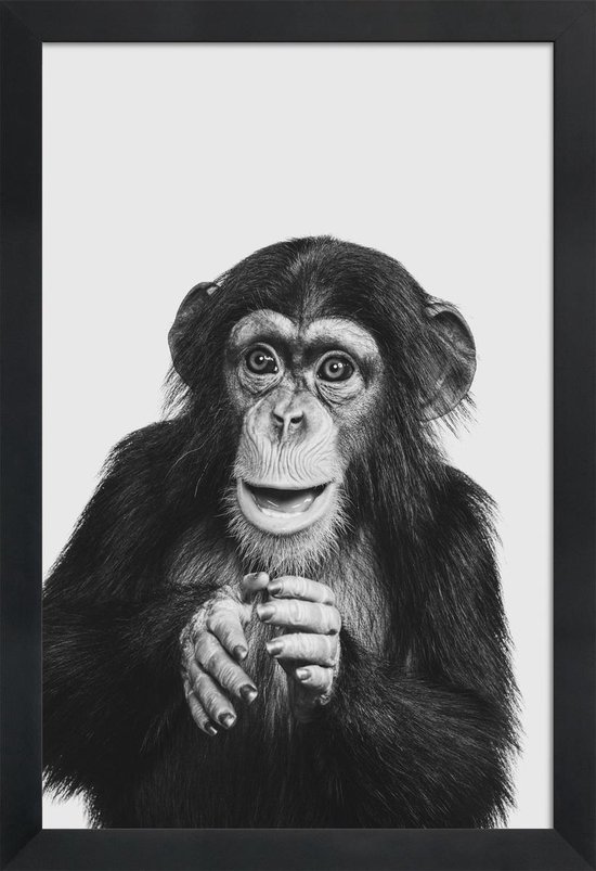 JUNIQE - Poster in houten lijst Chimpanzee II -40x60 /Grijs & Zwart
