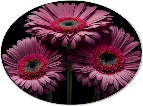 Dibond Ovaal - Drie Roze Gerbera Bloemen op een Rij tegen Zwarte Achtergrond - 40x30 cm Foto op Ovaal (Met Ophangsysteem)