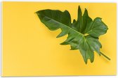 PVC Schuimplaat- Groen Blad tegen Okergele Achtergrond - 60x40 cm Foto op PVC Schuimplaat