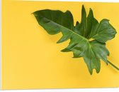 PVC Schuimplaat- Groen Blad tegen Okergele Achtergrond - 80x60 cm Foto op PVC Schuimplaat