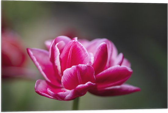 Vlag - Roze Tulp - 75x50 cm Foto op Polyester Vlag
