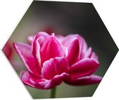 PVC Schuimplaat Hexagon - Roze Tulp - 60x52.2 cm Foto op Hexagon (Met Ophangsysteem)