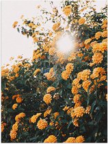 Poster Glanzend – Bloemen - Planten - Groen - Oranje - Zon - 75x100 cm Foto op Posterpapier met Glanzende Afwerking