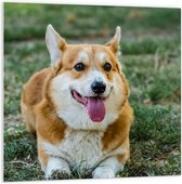 PVC Schuimplaat- Blije Corgi Hond met Uitstekende Tong in het Grasveld - 100x100 cm Foto op PVC Schuimplaat