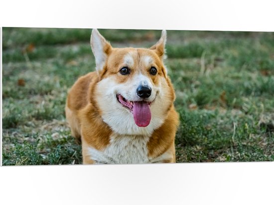 PVC Schuimplaat- Blije Corgi Hond met Uitstekende Tong in het Grasveld - 100x50 cm Foto op PVC Schuimplaat