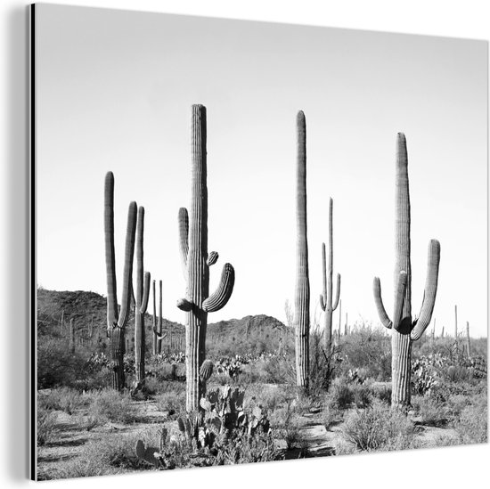 Cactussen - Zwart wit - Natuur - Landschap