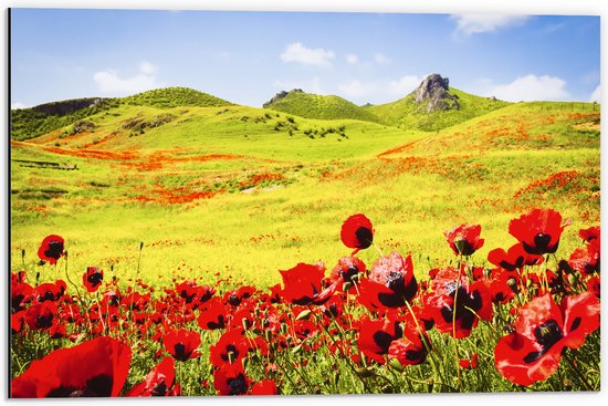 Dibond - Groep Rode Bloemen in Heuvellandschap - 60x40 cm Foto op Aluminium (Met Ophangsysteem)