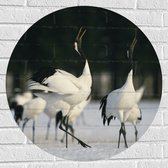 Muursticker Cirkel - Fluitende Kraanvogels in landschap Vol met Sneeuw - 70x70 cm Foto op Muursticker